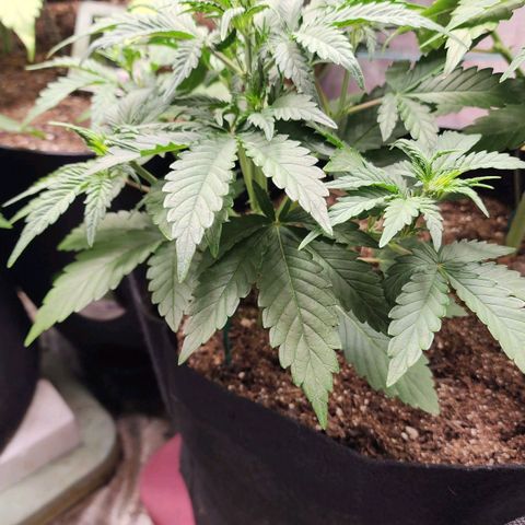 Gorilla Glue #2 growlog timeline photo