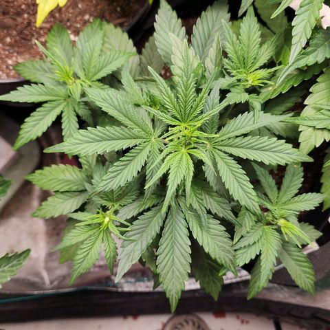 Gorilla Glue #2 growlog timeline photo