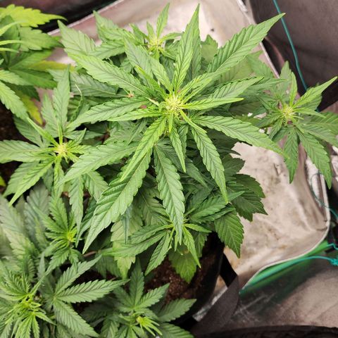 Gorilla Glue #1 growlog timeline photo