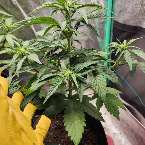 Gorilla Glue #1 growlog timeline photo