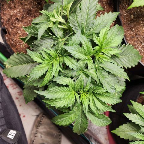 Methane #2 growlog timeline photo