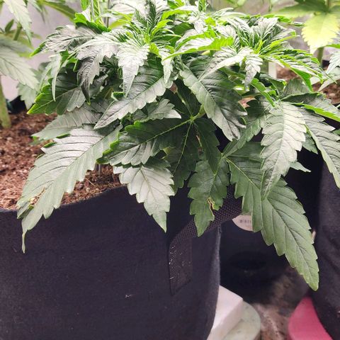 Methane #2 growlog timeline photo
