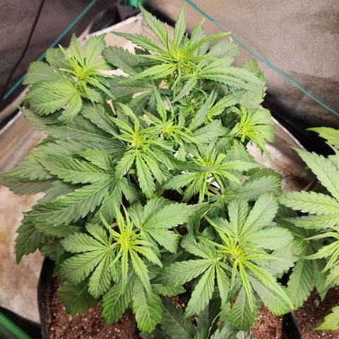Methane #1 growlog timeline photo