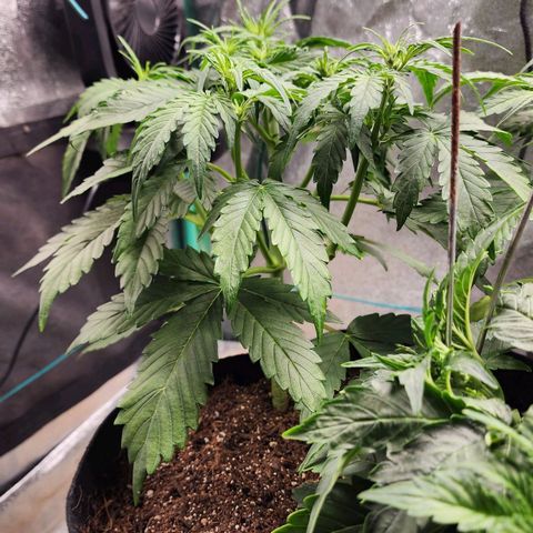 Methane #1 growlog timeline photo