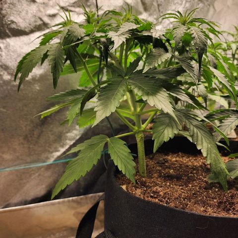 Methane #1 growlog timeline photo