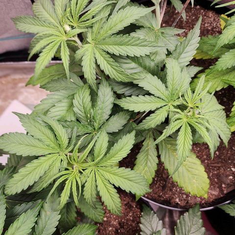 Mango Mrrr  #2 growlog timeline photo
