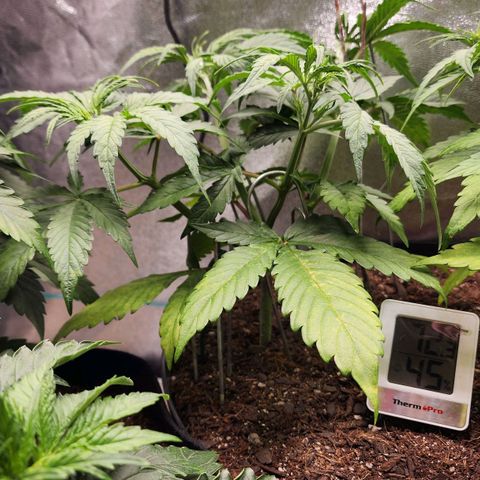 Mango Mrrr  #2 growlog timeline photo