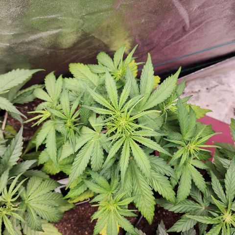 Mango Mrrr  #1 growlog timeline photo