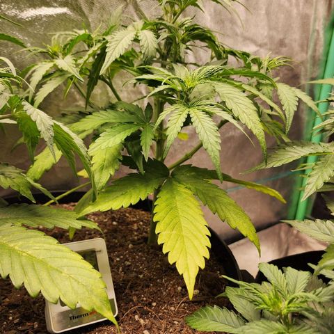 Mango Mrrr  #1 growlog timeline photo