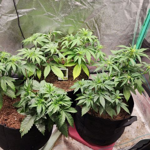 Gorilla Glue #1 growlog timeline photo