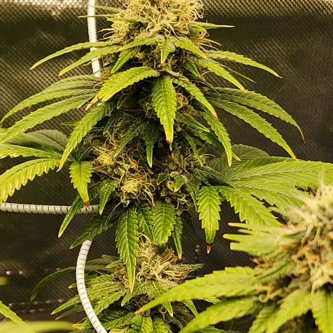 The Magus growlog timeline photo