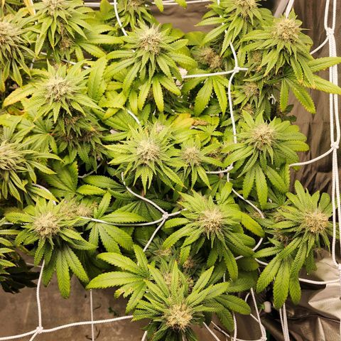 The Magus growlog timeline photo