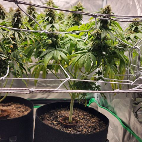 The Magus growlog timeline photo