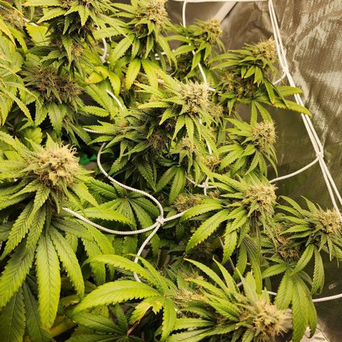 The Magus growlog timeline photo