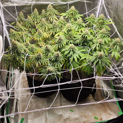 The Magus growlog timeline photo
