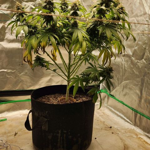The Magus growlog timeline photo