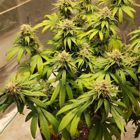 The Magus growlog timeline photo