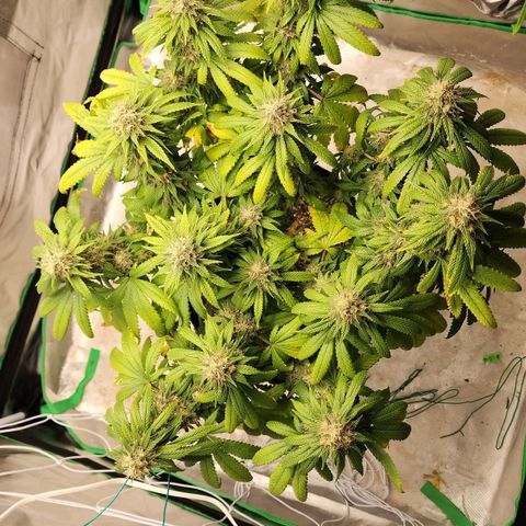 The Magus growlog timeline photo