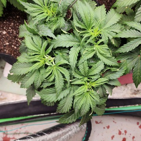 Methane #2 growlog timeline photo