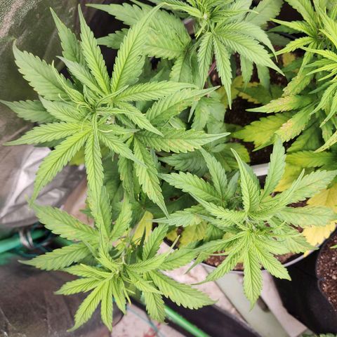 Mango Mrrr  #2 growlog timeline photo