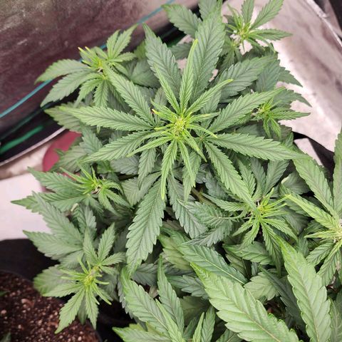 Gorilla Glue #2 growlog timeline photo