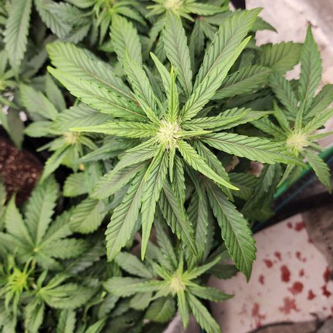 Gorilla Glue #1 growlog timeline photo
