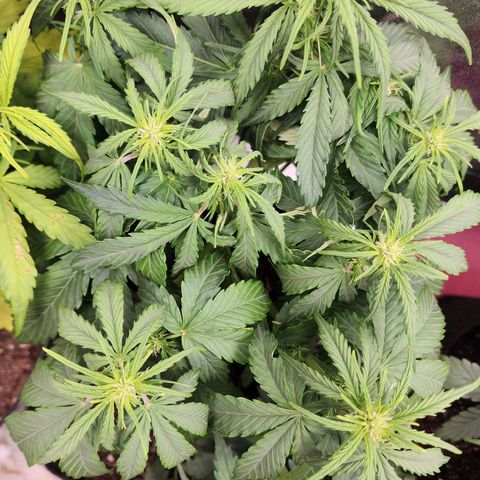 Methane #1 growlog timeline photo