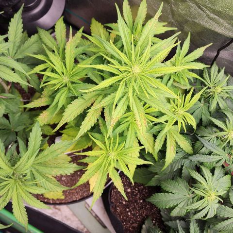 Mango Mrrr  #1 growlog timeline photo