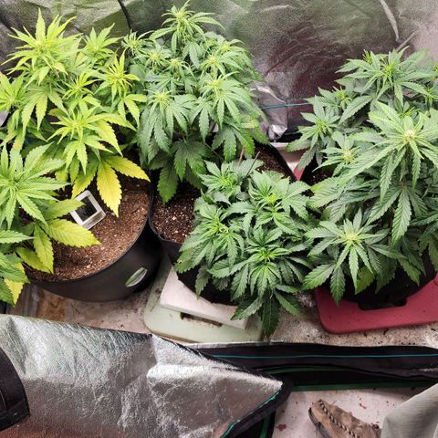 Gorilla Glue #1 growlog timeline photo