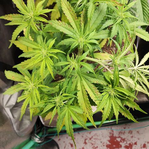 Mango Mrrr  #1 growlog timeline photo