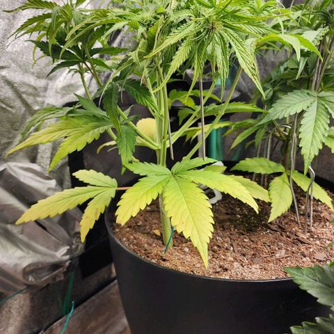 Mango Mrrr  #1 growlog timeline photo