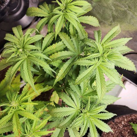 Mango Mrrr  #2 growlog timeline photo