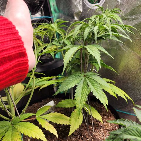 Mango Mrrr  #2 growlog timeline photo