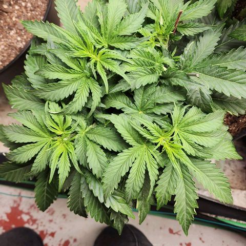 Methane #2 growlog timeline photo