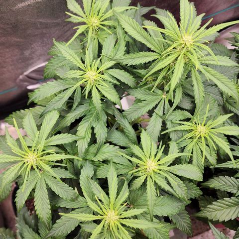 Methane #1 growlog timeline photo