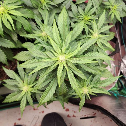 Gorilla Glue #1 growlog timeline photo