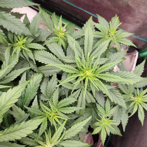 Gorilla Glue #2 growlog timeline photo