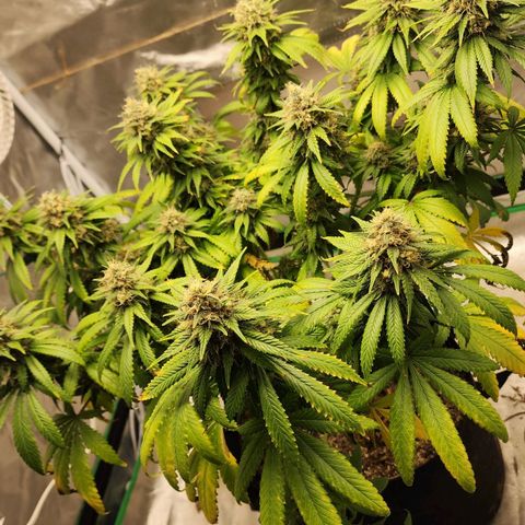 The Magus growlog timeline photo