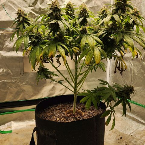 The Magus growlog timeline photo