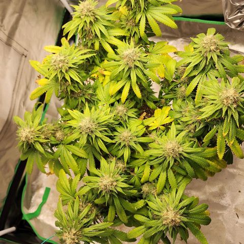 The Magus growlog timeline photo