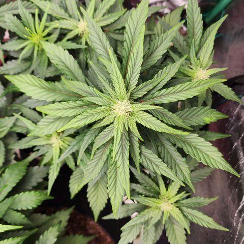 Gorilla Glue #1 growlog timeline photo
