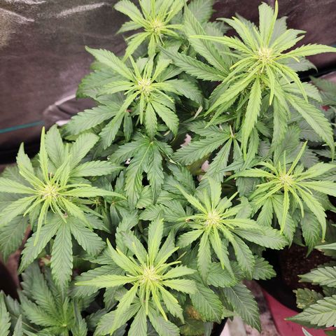 Methane #1 growlog timeline photo
