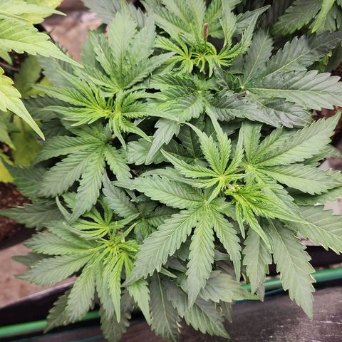Methane #2 growlog timeline photo