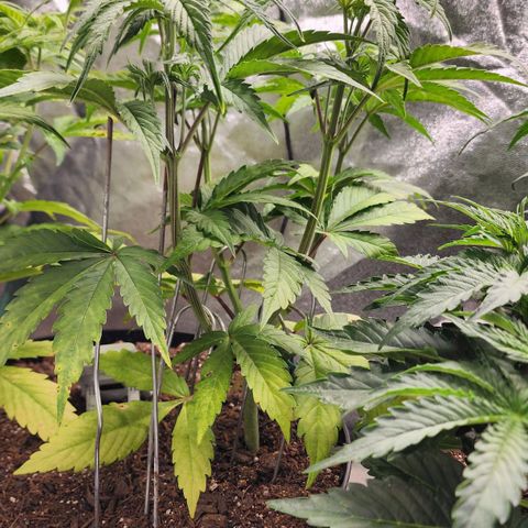 Mango Mrrr  #2 growlog timeline photo