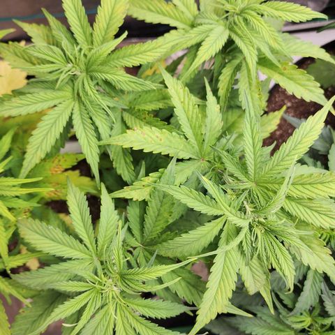 Mango Mrrr  #2 growlog timeline photo
