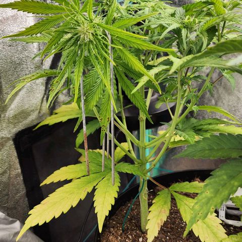 Mango Mrrr  #1 growlog timeline photo