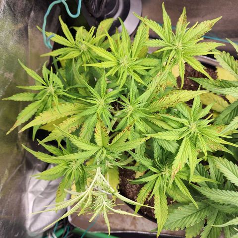 Mango Mrrr  #1 growlog timeline photo