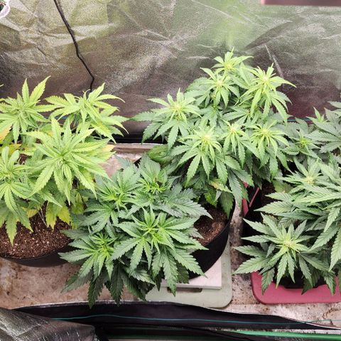 Gorilla Glue #1 growlog timeline photo