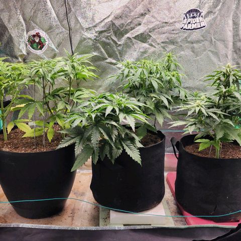 Gorilla Glue #1 growlog timeline photo
