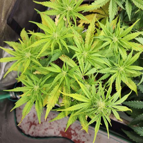 Mango Mrrr  #1 growlog timeline photo